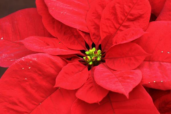 家庭養(yǎng)一品紅有什么好處(風(fēng)水作用) 家中有孕婦適合養(yǎng)一品紅嗎