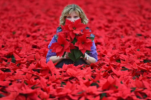 家庭養(yǎng)一品紅有什么好處(風(fēng)水作用) 家中有孕婦適合養(yǎng)一品紅嗎