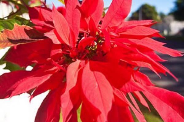 家庭養(yǎng)一品紅有什么好處(風(fēng)水作用) 家中有孕婦適合養(yǎng)一品紅嗎