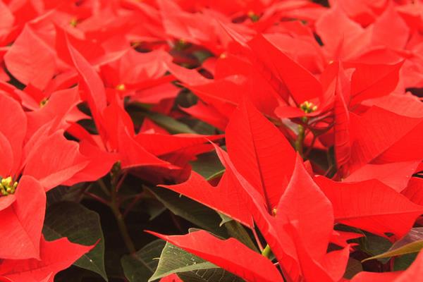 家庭養(yǎng)一品紅有什么好處(風(fēng)水作用) 家中有孕婦適合養(yǎng)一品紅嗎