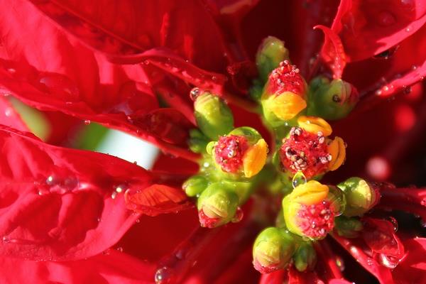 家庭養(yǎng)一品紅有什么好處(風(fēng)水作用) 家中有孕婦適合養(yǎng)一品紅嗎