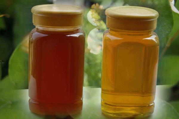 鴨腳木蜜市場價格多少錢一斤 鴨腳木蜜的作用與功效