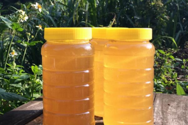 鴨腳木蜜市場價格多少錢一斤 鴨腳木蜜的作用與功效