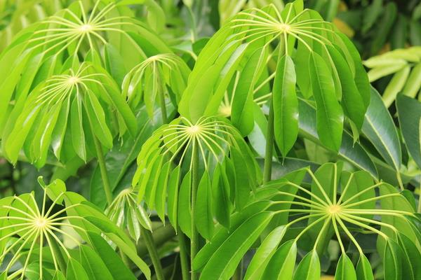 如何挑選鴨腳木 鴨腳木產(chǎn)地在哪里