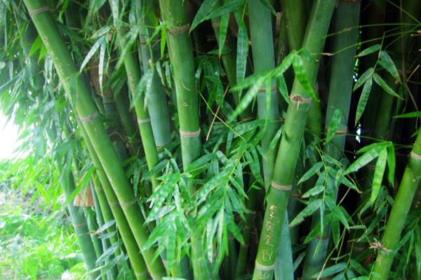 鳳尾竹有毒嗎（吸甲醛嗎） 鳳尾竹能放在室內臥室嗎