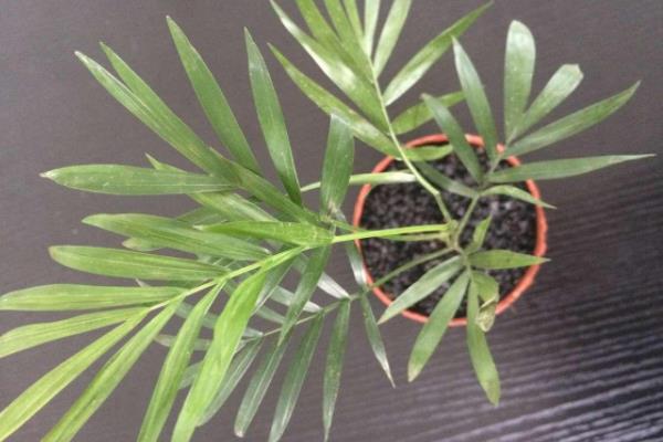 鳳尾竹有毒嗎（吸甲醛嗎） 鳳尾竹能放在室內臥室嗎