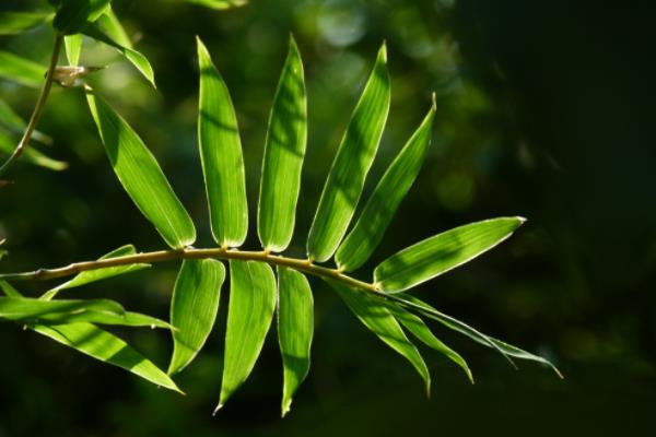 鳳尾竹有毒嗎（吸甲醛嗎） 鳳尾竹能放在室內臥室嗎