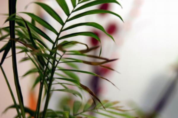 鳳尾竹有毒嗎（吸甲醛嗎） 鳳尾竹能放在室內臥室嗎