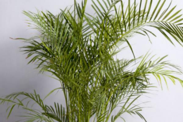 鳳尾竹有毒嗎（吸甲醛嗎） 鳳尾竹能放在室內臥室嗎