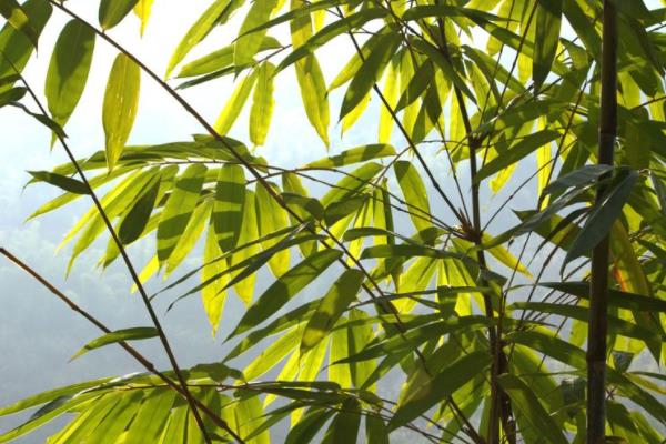 鳳尾竹有毒嗎（吸甲醛嗎） 鳳尾竹能放在室內臥室嗎