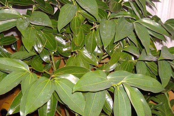 平安樹怎么繁殖 平安樹扦插繁殖方法