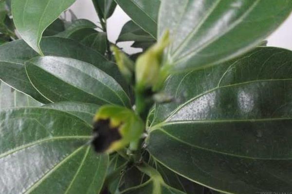 平安樹開花嗎 平安樹花期是什么時候（幾月）