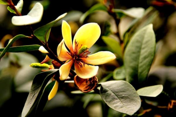 含笑花怎么養(yǎng) 含笑花養(yǎng)殖方法與注意事項