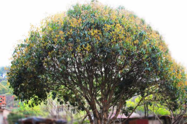 家庭門前種桂花樹好不好 種桂花樹對風水的作用