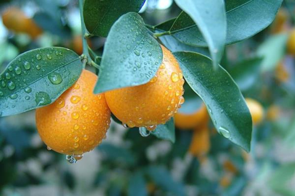 金桔繁殖方法 金桔嫁接方法與時間