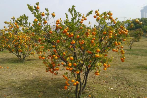 金桔繁殖方法 金桔嫁接方法與時間