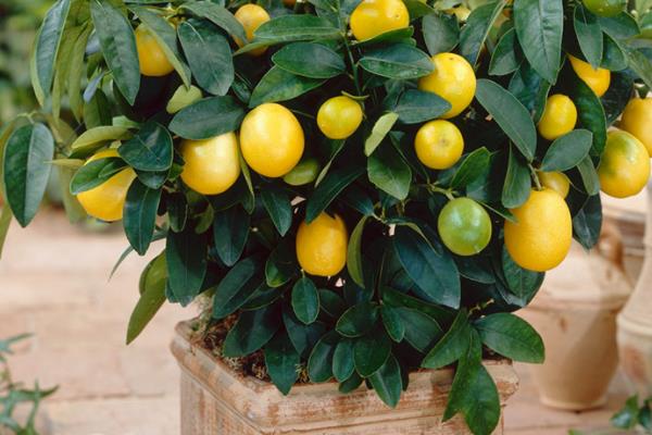 金桔繁殖方法 金桔嫁接方法與時間