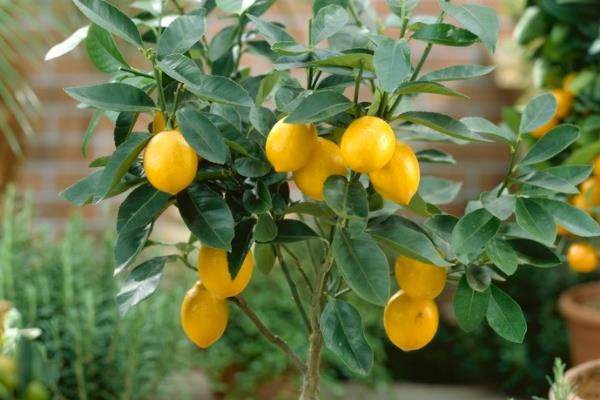 金桔繁殖方法 金桔嫁接方法與時間