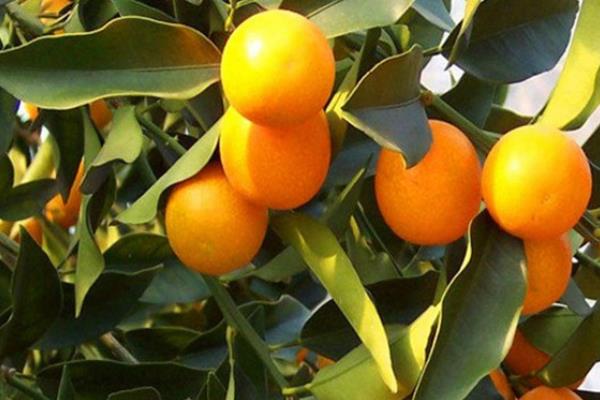 金桔繁殖方法 金桔嫁接方法與時間