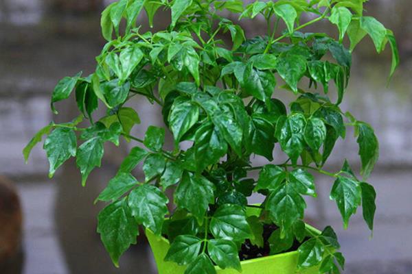 幸福樹什么時候開花（什么季度、幾月） 幸福樹的主要價值是什么