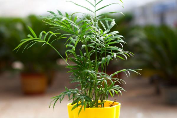 養袖珍椰子有什么好處 袖珍椰子對風水的作用