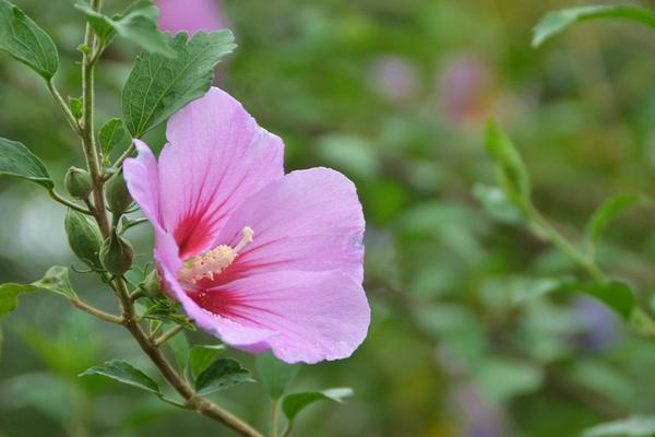 木槿怎么修剪枝葉 木槿花的養殖方法和注意事項