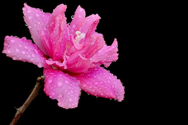 木槿怎么修剪枝葉 木槿花的養殖方法和注意事項