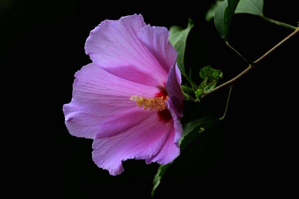 木槿怎么修剪枝葉 木槿花的養殖方法和注意事項