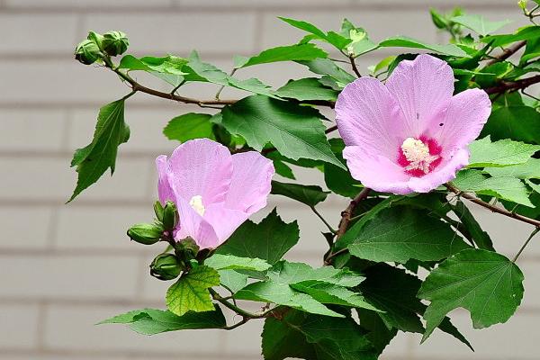 木槿怎么修剪枝葉 木槿花的養殖方法和注意事項