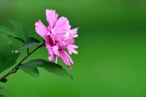 木槿怎么修剪枝葉 木槿花的養殖方法和注意事項