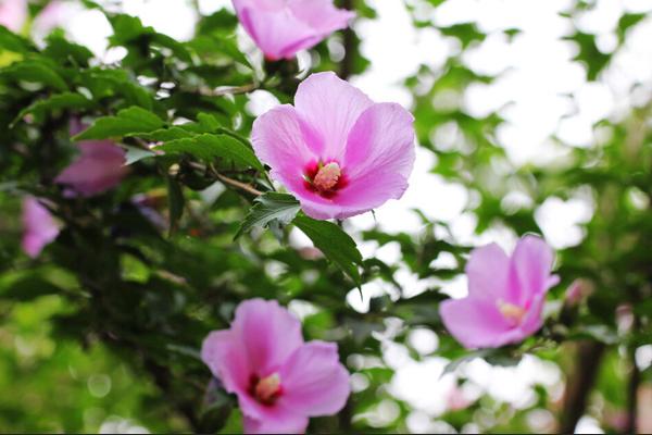 木槿怎么修剪枝葉 木槿花的養殖方法和注意事項