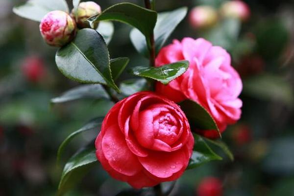 茶花葉子發黃怎么辦 茶花掉葉子的原因及解決方法
