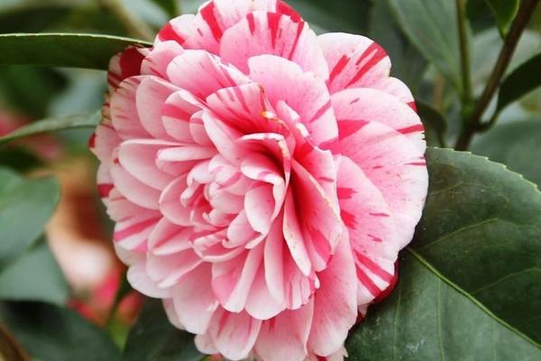 茶花有花蕾苞但是不開花的原因及解決方法 茶花品種如何選擇