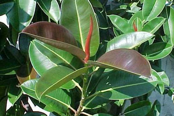 橡皮樹放在家庭哪個位置對風(fēng)水好 家里養(yǎng)橡皮樹有什么好處