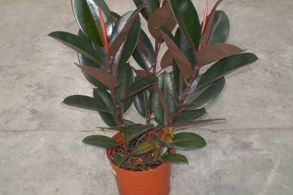 橡皮樹怎么澆水（多久澆一次）橡皮樹爛根的解決方法