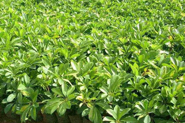 鴨腳木扦插繁殖方法 鴨腳木該怎么養