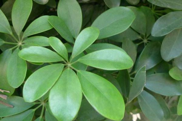 鴨腳木有毒嗎 鴨腳木能放在室內嗎