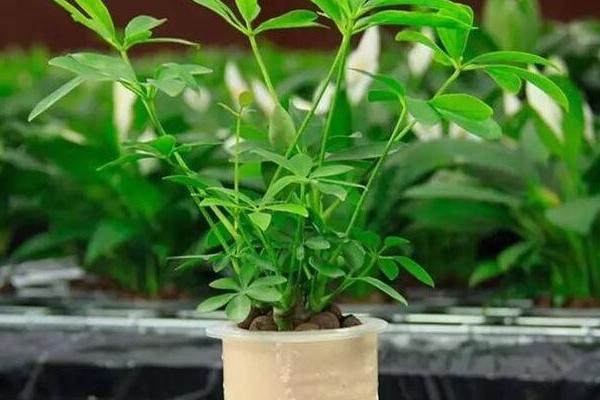 鴨腳木有毒嗎 鴨腳木能放在室內嗎