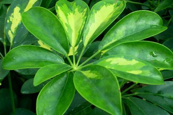 鴨腳木有毒嗎 鴨腳木能放在室內嗎