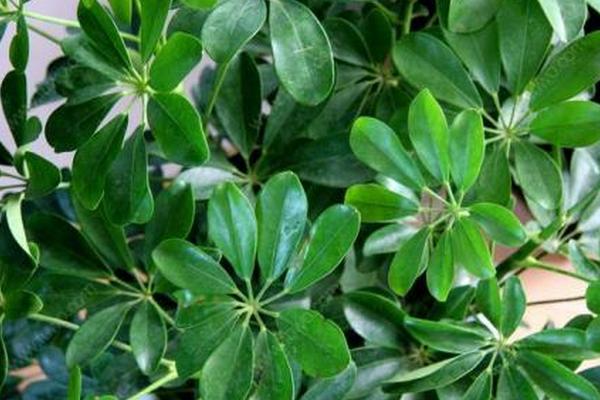 鴨腳木有毒嗎 鴨腳木能放在室內嗎