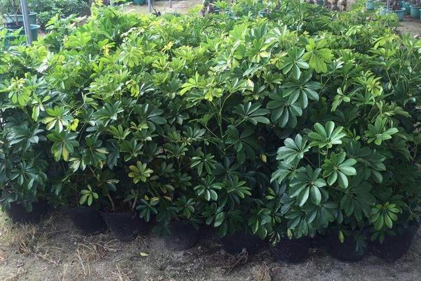 鴨腳木有毒嗎 鴨腳木能放在室內嗎