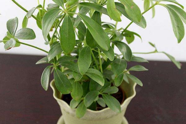 鴨腳木有毒嗎 鴨腳木能放在室內嗎