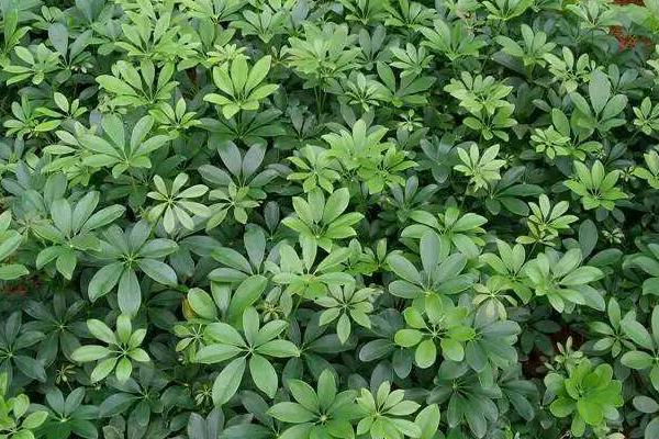 鴨腳木有毒嗎 鴨腳木能放在室內嗎