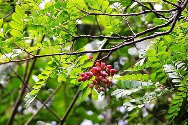 清香木怎么養 清香木養殖方法與注意事項