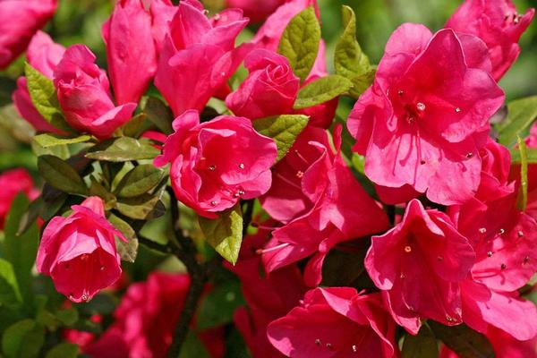 杜鵑花怎么修剪枝葉 杜鵑花為什么不開花