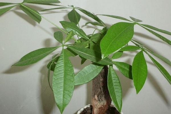 發財樹對身體有害嗎 發財樹能凈化空氣嗎