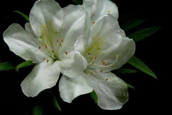 杜鵑花功效與作用 杜鵑花藥用價值