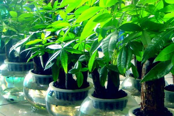 如何讓發財樹長粗 大的發財樹怎么養