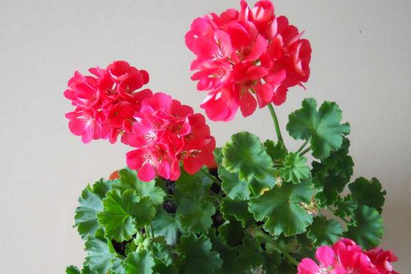 天竺葵種子市場價格多少錢一斤 天竺葵種子怎么種