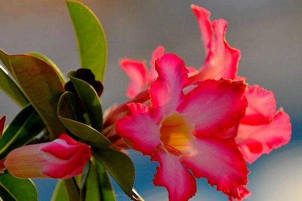 沙漠玫瑰有毒嗎 沙漠玫瑰能放在室內臥室嗎